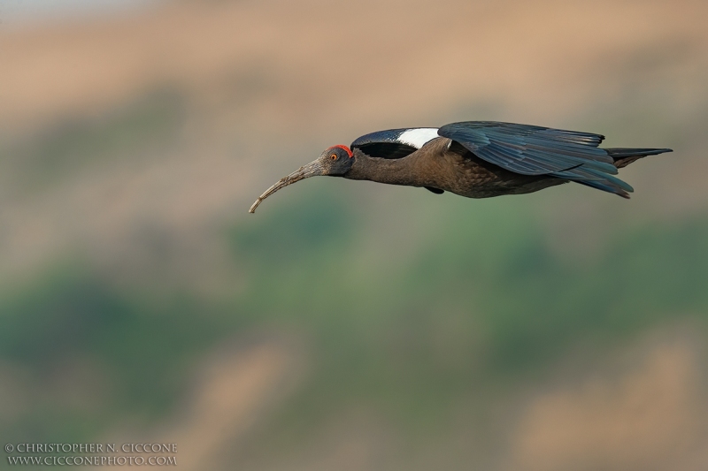 Red-naped Ibis