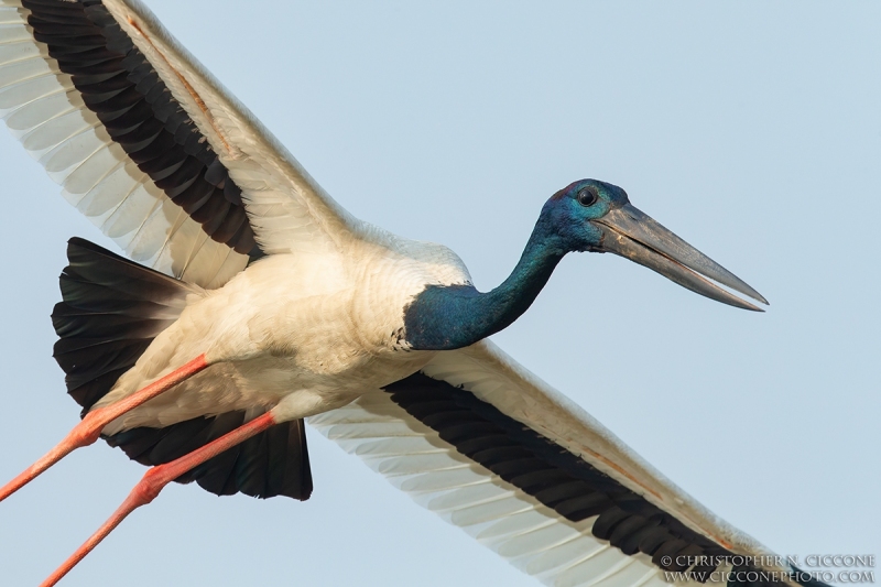 Black-necked Stork