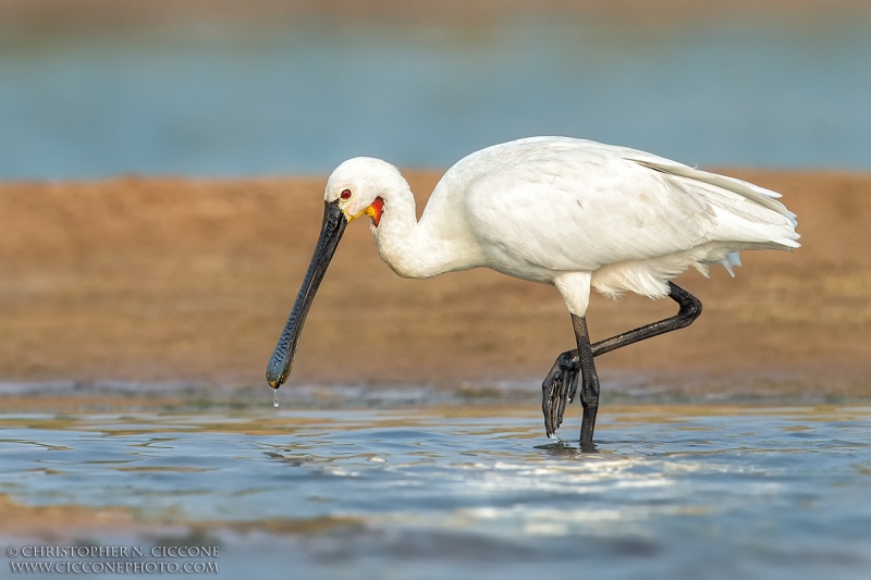 Eurasian Spoonbill