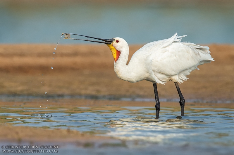 Eurasian Spoonbill