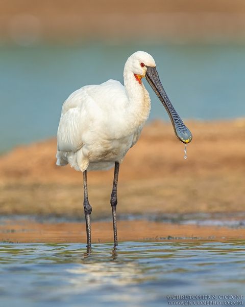 Eurasian Spoonbill