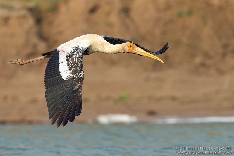 Painted Stork