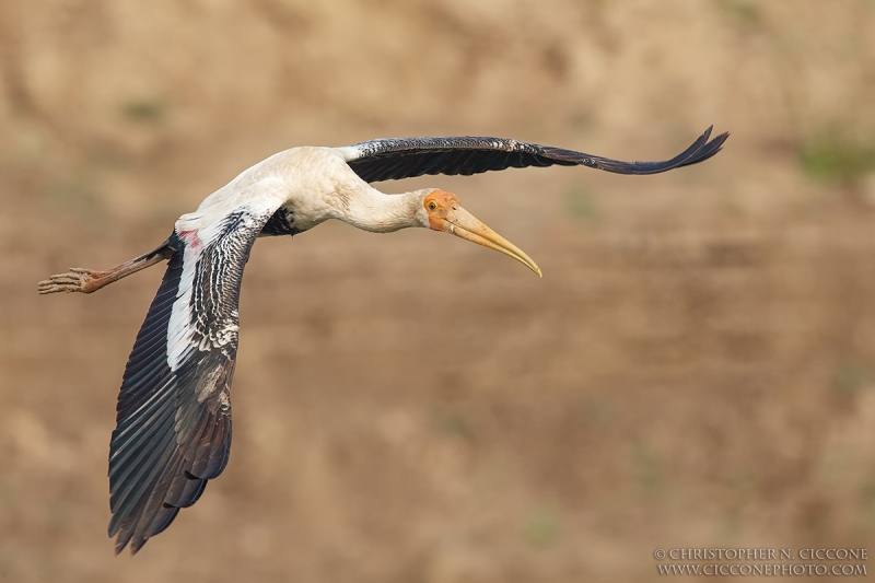 Painted Stork