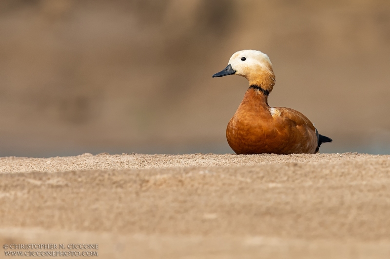 Ruddy Shelduck