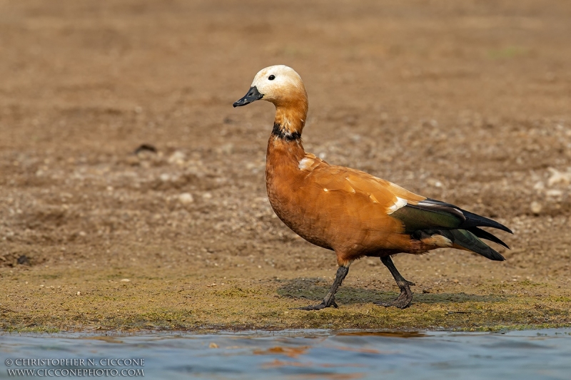 Ruddy Shelduck