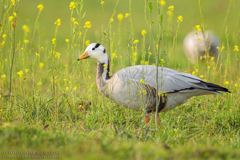 Bar-headed Goose