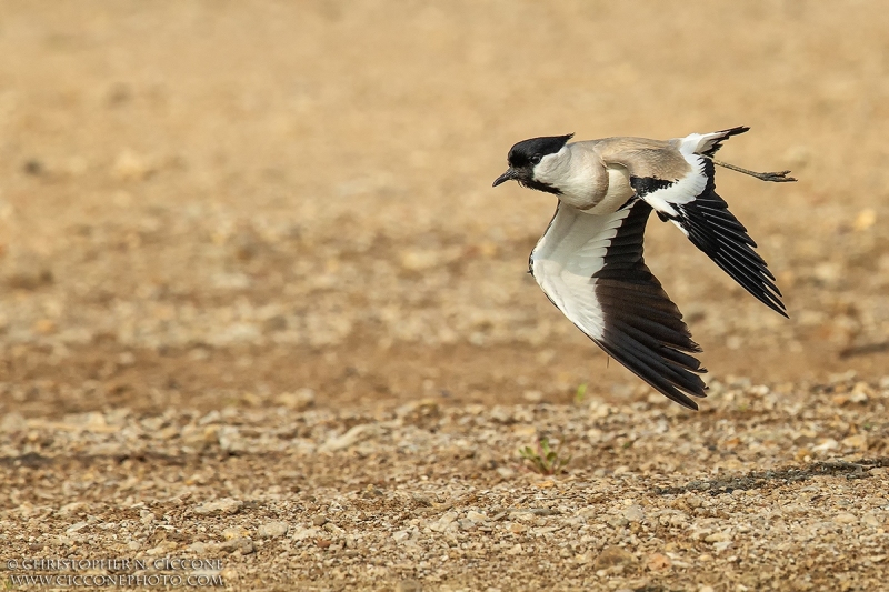 River Lapwing