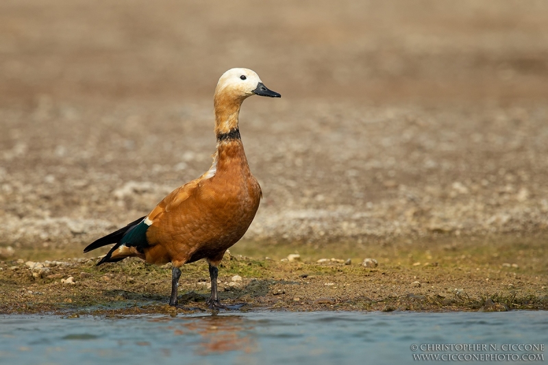 Ruddy Shelduck