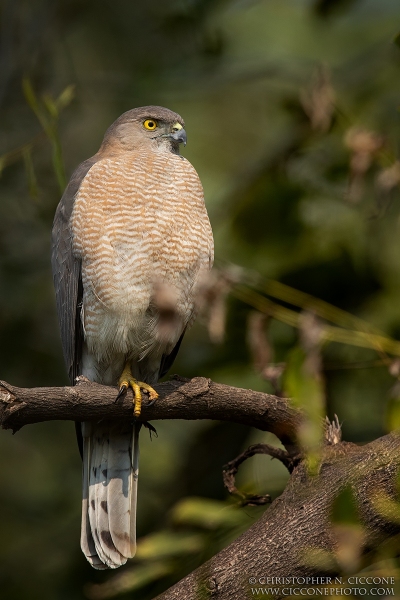 Shikra