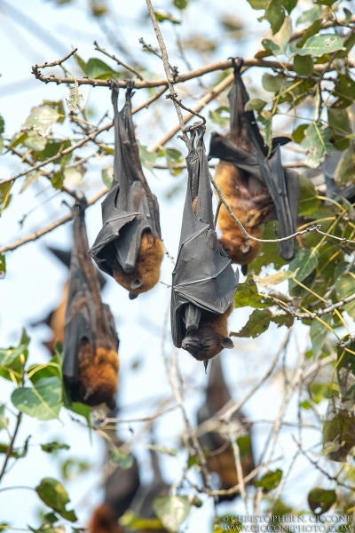 Indian Flying Fox