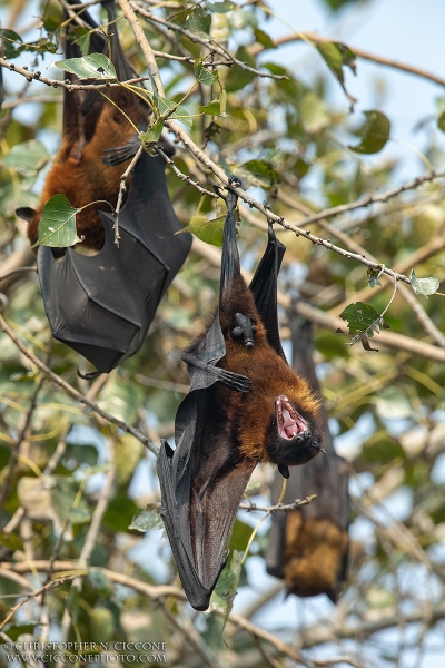 Indian Flying Fox