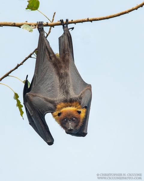 Indian Flying Fox