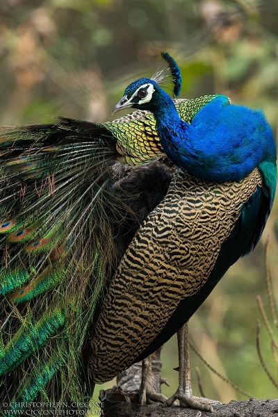 Indian Peafowl