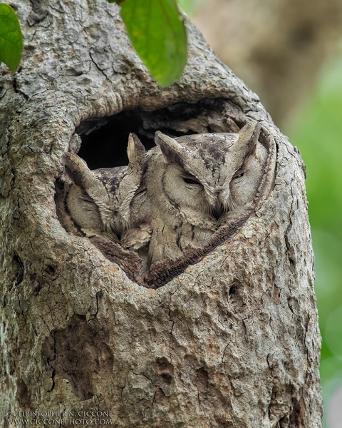 Indian Scops Owls