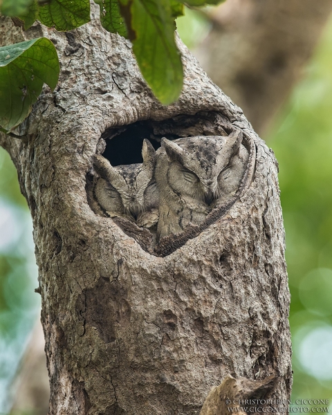 Indian Scops Owls