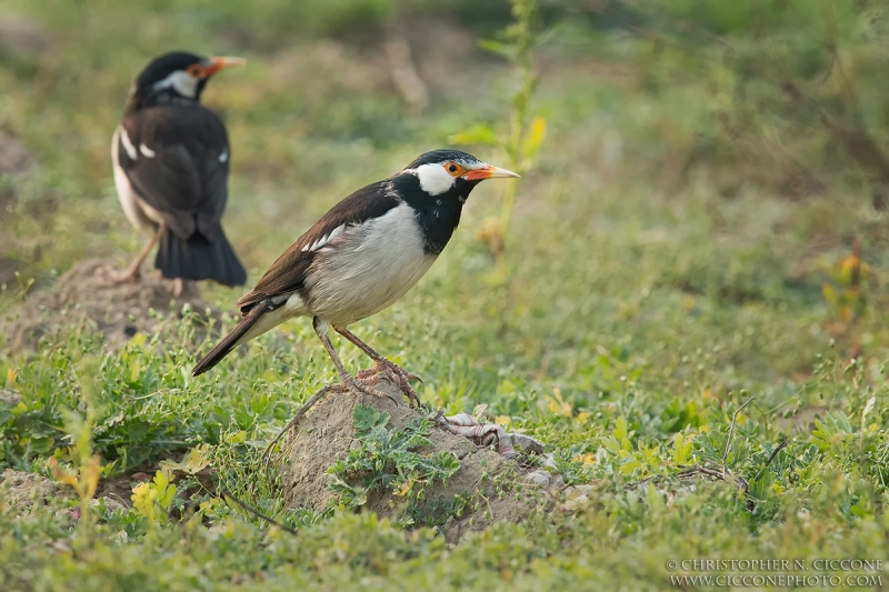 Asian Pied Starling