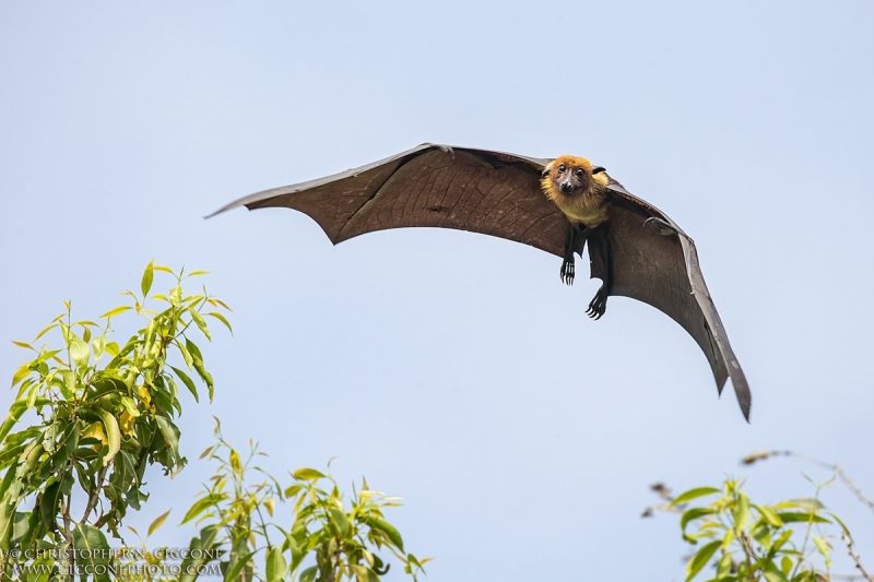 Indian Flying Fox