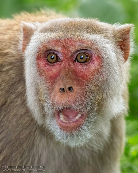 Rhesus Macaque