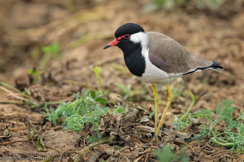 Red-wattled Lapwing