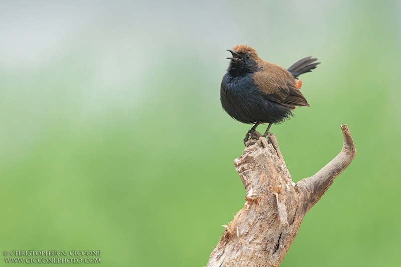 Indian Robin