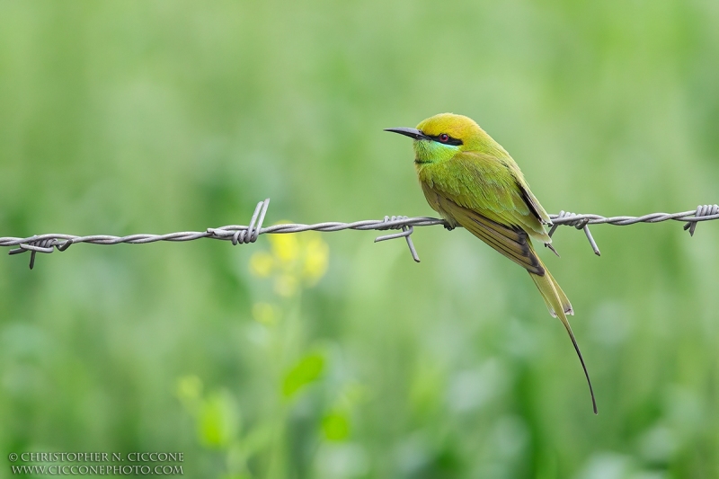 Green Bee-eater