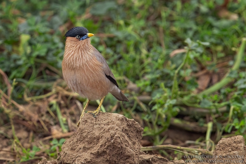 Brahminy Starling