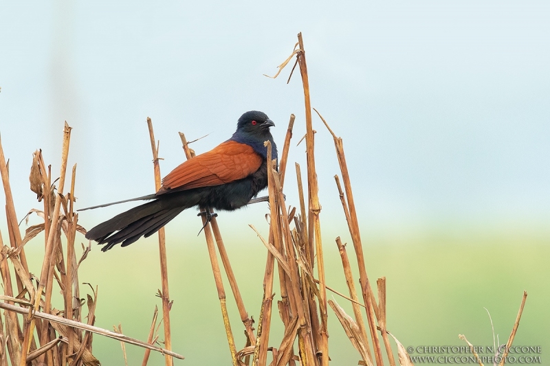 Greater Coucal