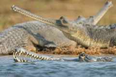 Gharial