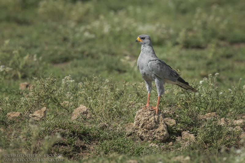 Eastern Chanting Goshawk