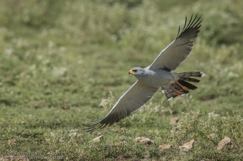 Eastern Chanting Goshawk