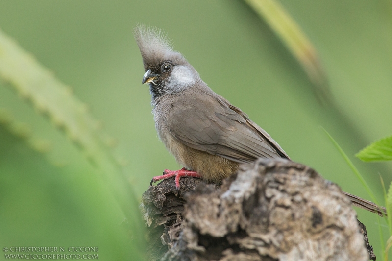 Speckled Mousebird