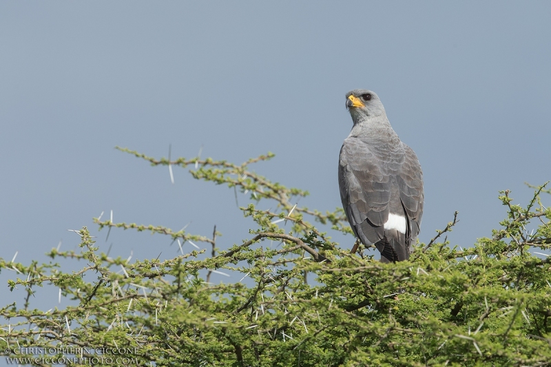 Eastern Chanting Goshawk