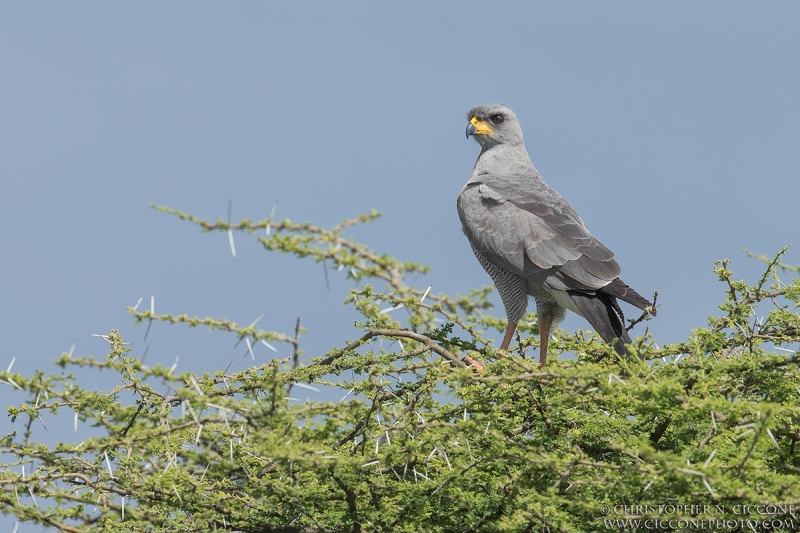 Eastern Chanting Goshawk