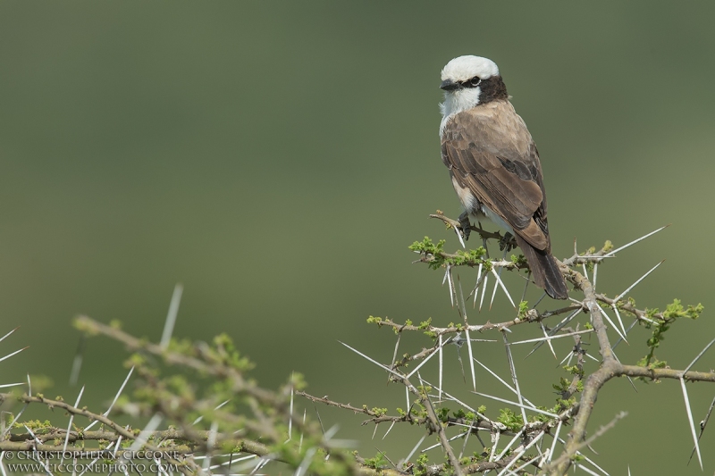 Northern White-crowned Shrike