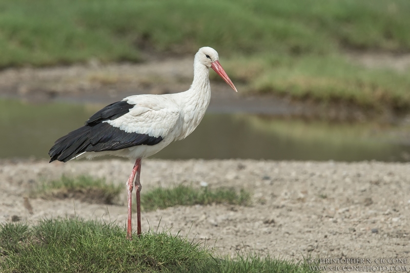 White Stork