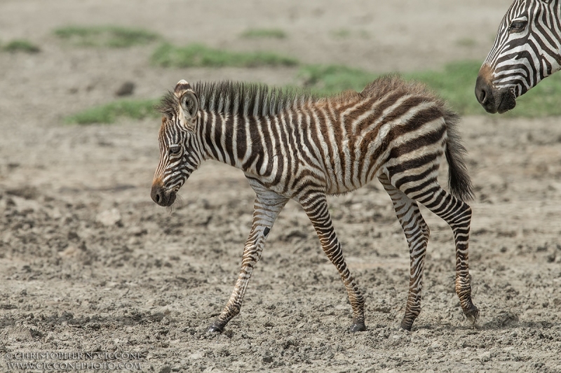 Plains Zebra