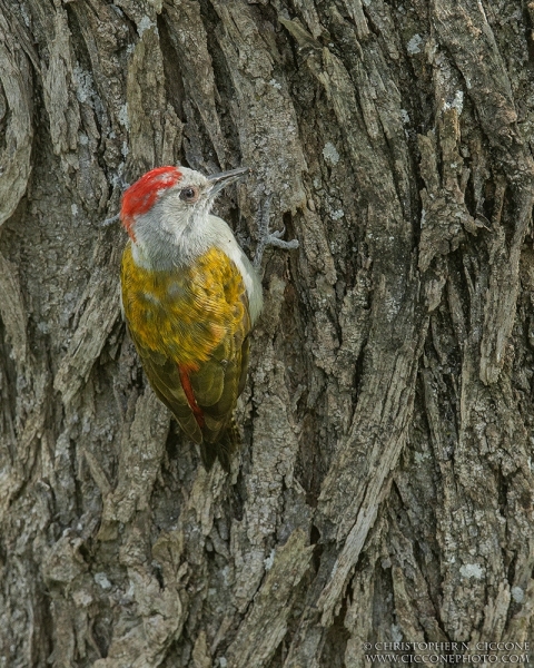 Grey Woodpecker