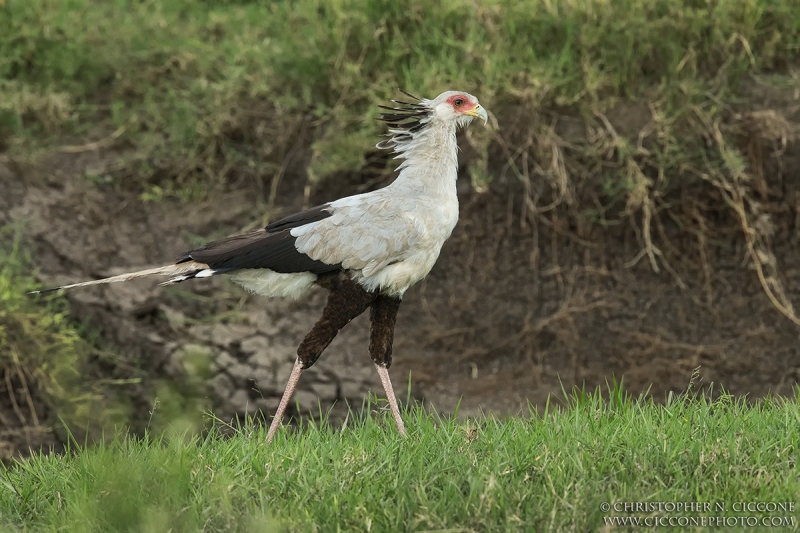 Secretary Bird