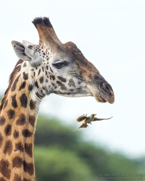 Maasai Giraffe