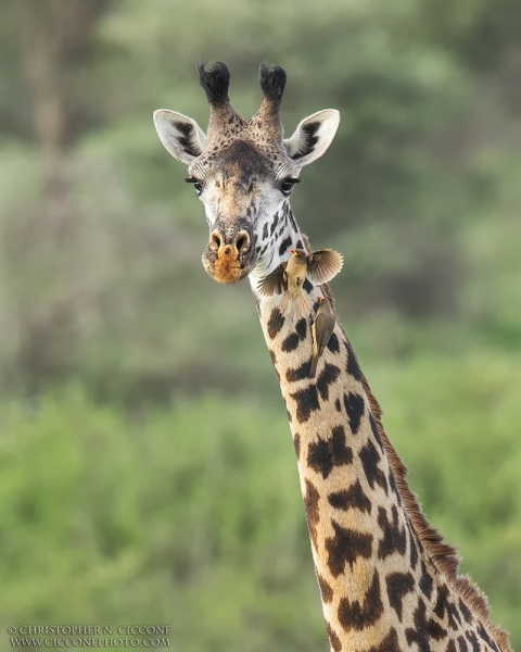 Maasai Giraffe