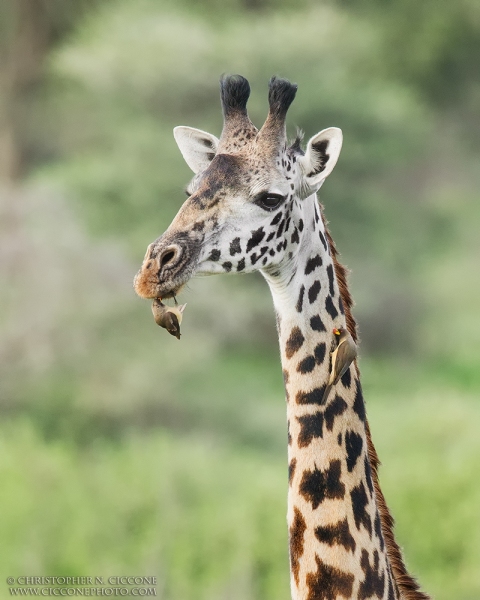 Maasai Giraffe