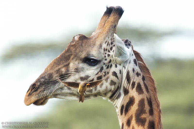 Maasai Giraffe