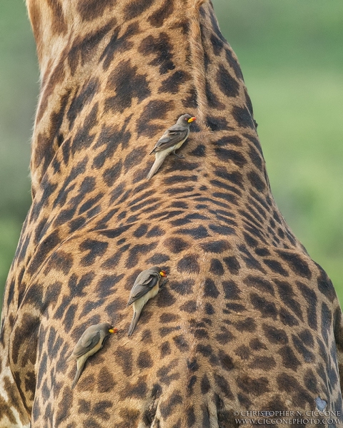 Maasai Giraffe