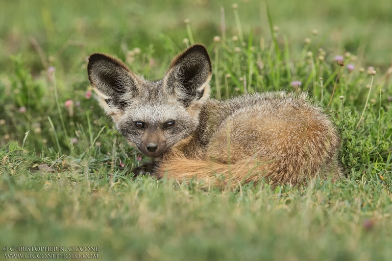 Bat-eared Fox