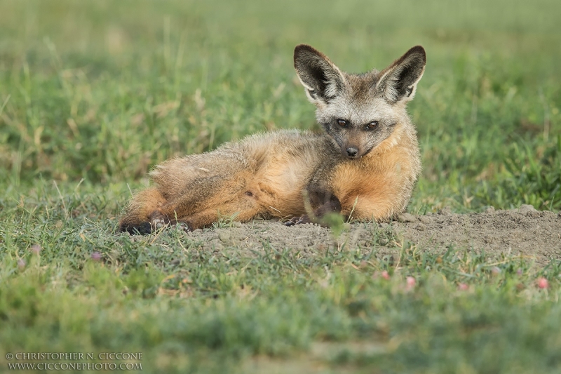 Bat-eared Fox