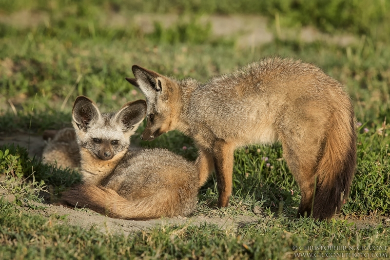 Bat-eared Fox