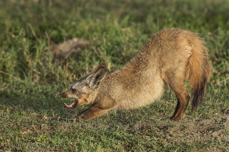 Bat-eared Fox