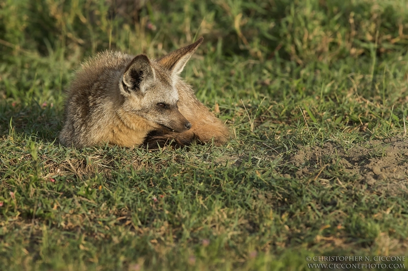 Bat-eared Fox