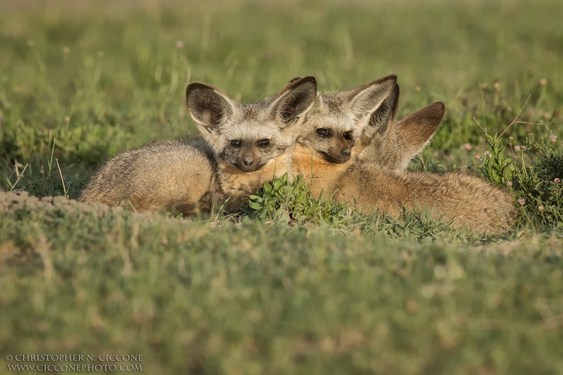 Bat-eared Fox