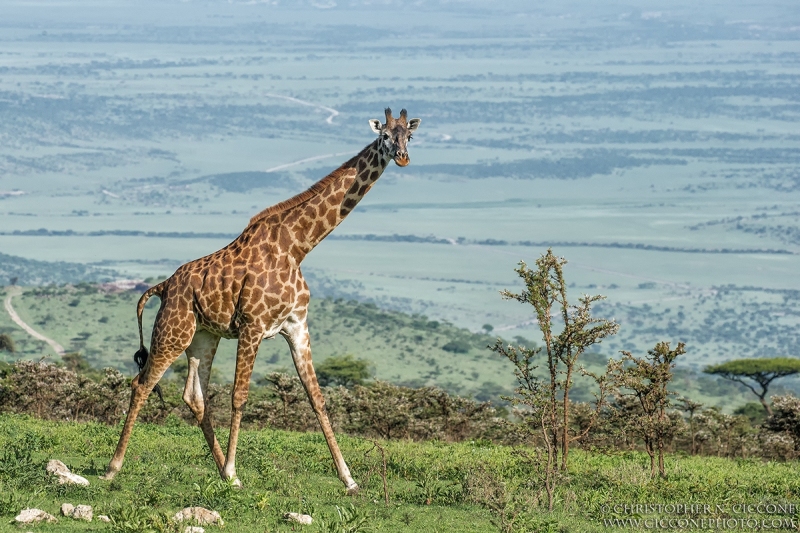 Maasai Giraffe